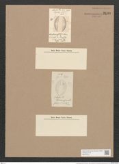 Amphora globosa Schum. (de-Toni-Nr.: Genus 36, Species 1617) Zeichnungen Sammlung Grunow Nr. 3100 (NHMW-BOT-W0370515)